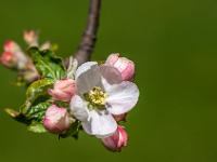 Blüte an Apfelbaum umgeben von zartroten Knospen